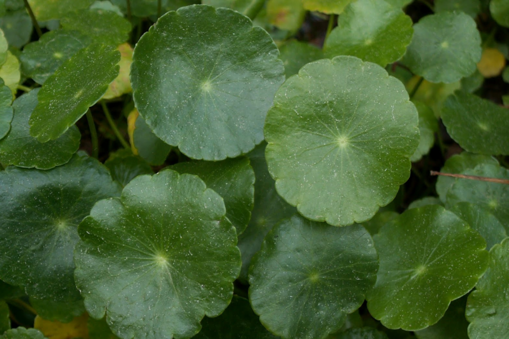 Pennywort (Dollarweed/Gotu Kola) Medicinal Benefits (Wildcrafting)